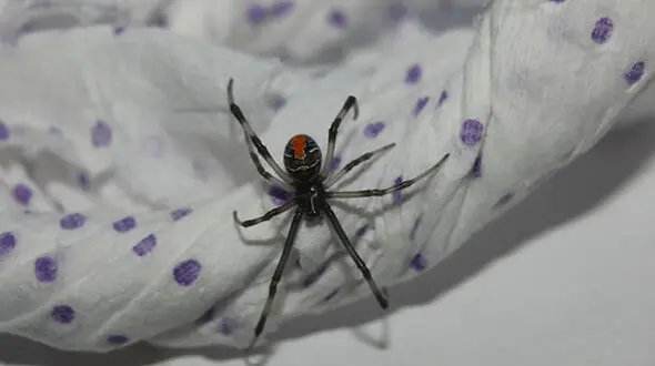 مشاهده بیوه سیاه یکی از سمی ترین عنکبوت های دنیا در جزیره قشم