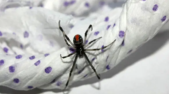 مشاهده بیوه سیاه یکی از سمی ترین عنکبوت های دنیا در جزیره قشم