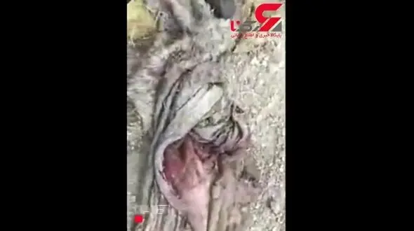 جزییات جدید از سر بریدن الاغ ها در اصفهان+فیلم