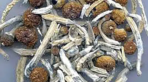 کشف و 68 کیلو گرم مخدر ماشروم در کاشان