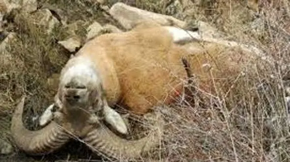 شکارچی قوچ، محکوم به 2 سال خدمت در اداره محیط زیست تربت حیدریه شد