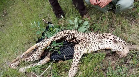 برای اولین بار یک پلنگ در کردستان دیده شد؛ ولی لاشه اش ! +عکس