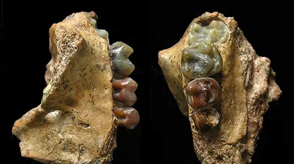 کشف فسیل 8 میلیون ساله یک نوع میمون + عکس