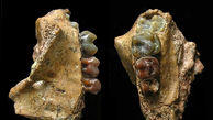 کشف فسیل 8 میلیون ساله یک نوع میمون + عکس