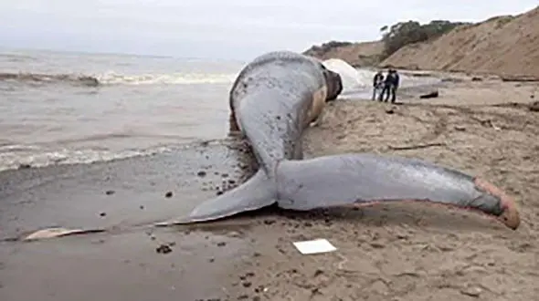 برخورد قایق با نهنگ ۸۷ کشته بر جای گذاشت
