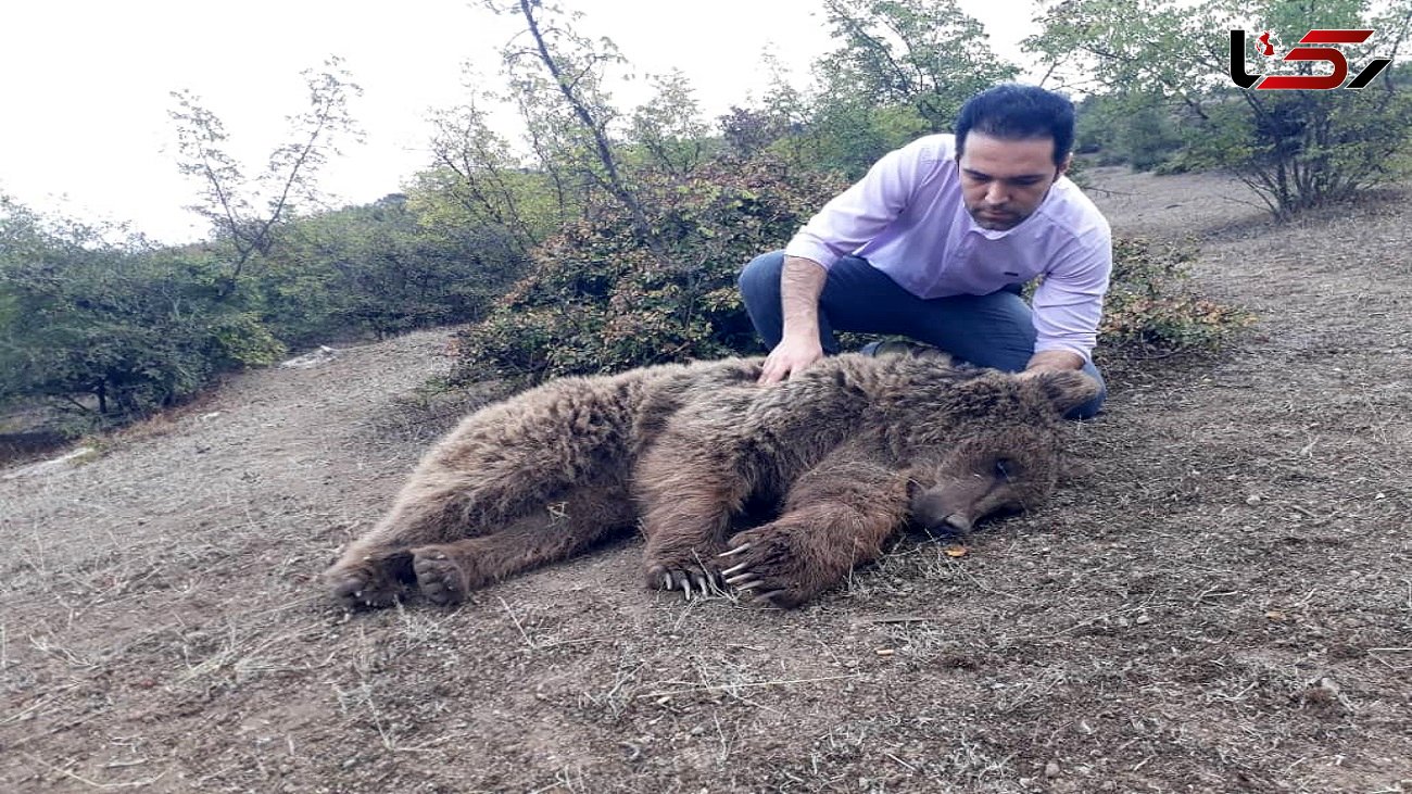 نجات و رهاسازی یک خرس قهوه ای در گیلان / حیوان زبان بسته در فنس باغات کشاورزی گرفتار شده بود + فیلم