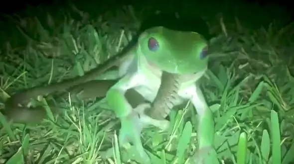 تلاش های یک وزغ برای بلعیدن یک مار  + فیلم