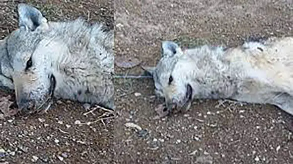 لاشه گرگ درنده جوانرود کشف شد / 3 مرد را لت و پا کرد + عکس و فیلم