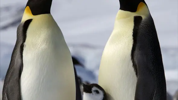 از صمیمیت بین زرافه و انسان تا پرش پنگوئن ها