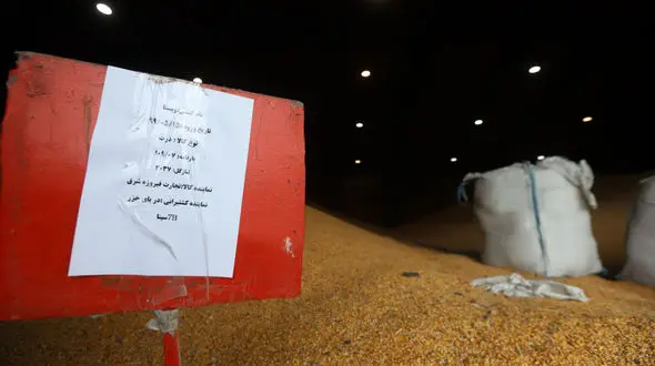 هزاران تن ذرت فاسد شده در بندر امیرآباد که حتی نمی‌ توان به دریا ریخت!