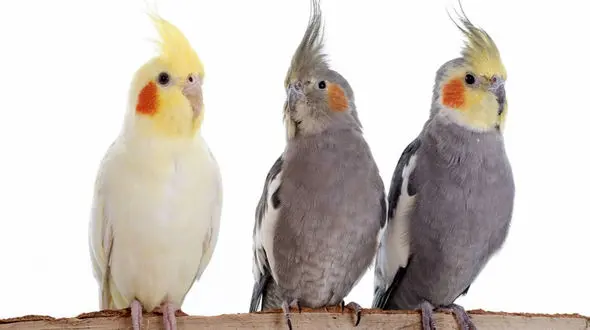 بازی عروس هلندی با یک لیوان + فیلم