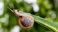 جانور 600 ساله ای که 3 سال بی وقفه می خوابد+عکس