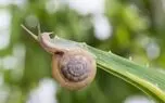 جانور 600 ساله ای که 3 سال بی وقفه می خوابد+عکس