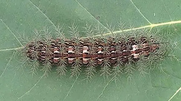 هزار پای قاتل را بشناسید