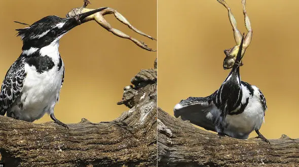 قورباغه ای در گلو + تصاویر