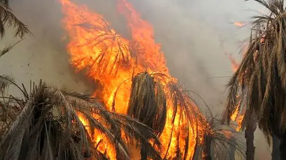 فیلم آتش سوزی در نخلستان های نیکشهر / 2000 درخت خاکستر شد