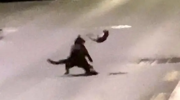 این موش واقعا کنگ فو کار است / گربه وسط خیابان شوکه شد + فیلم دیدنی