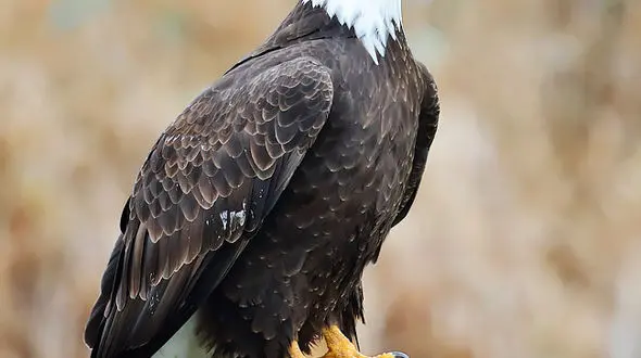 از واکنش حیرت انگیز عقاب در شکار تا لحظاتی بامزه با گربه ها