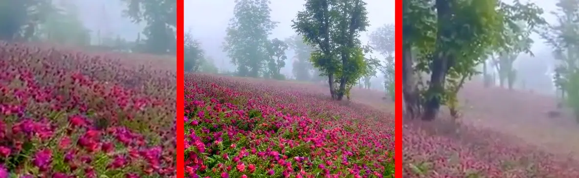 فیلم مناظر خیره کننده دشت گل گاو زبان