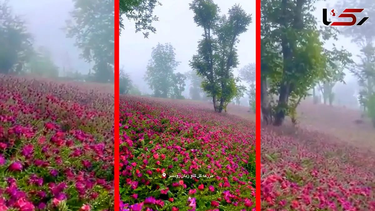 فیلم مناظر خیره کننده دشت گل گاو زبان