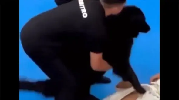 فیلم حمله سگ به یک جودوکار وسط مسابقه برای کمک به صاحبش!