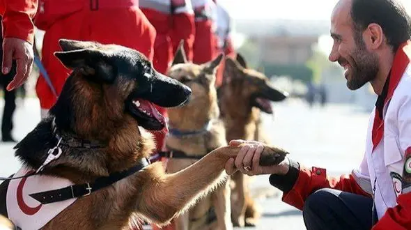 سگ‌ های خانگی همکار هلال‌ احمر می‌شوند