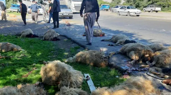 تصادف هولناک پژو پارس با گله گوسفندان / 21 گوسفند تلف شدند + عکس