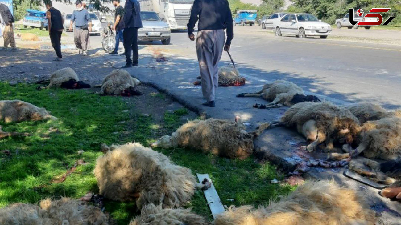تصادف هولناک پژو پارس با گله گوسفندان / 21 گوسفند تلف شدند + عکس