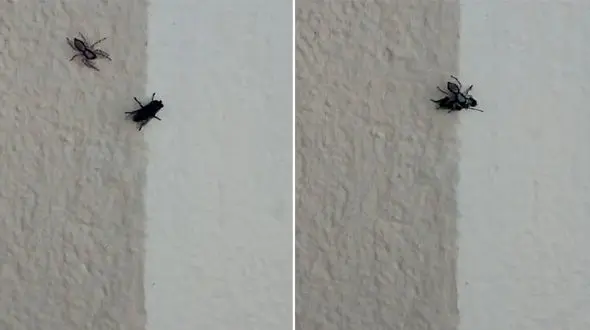 سرعت باورنکردنی عنکبوت هنگام حمله به یک مگس + فیلم