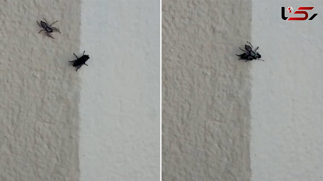 سرعت باورنکردنی عنکبوت هنگام حمله به یک مگس + فیلم