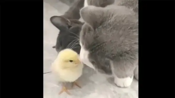 ببینید: / واکنش جالب دو گربه به یک جوجه رنگی! + فیلم احساسی