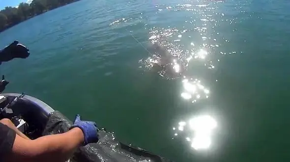 فیلم لحظه نفسگیر صید گربه ماهی عظیم الجثه 113 کیلوگرمی با قلاب 