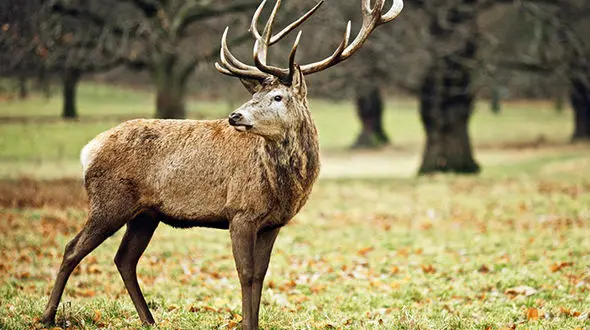 گوزن‌های شمالی با شاخ‌های عجیب و غریب+عکس
