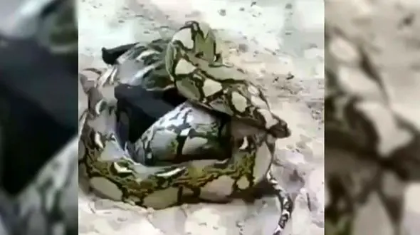 جدال خفاش و مار پیتون / پیروزی ناباورانه + فیلم