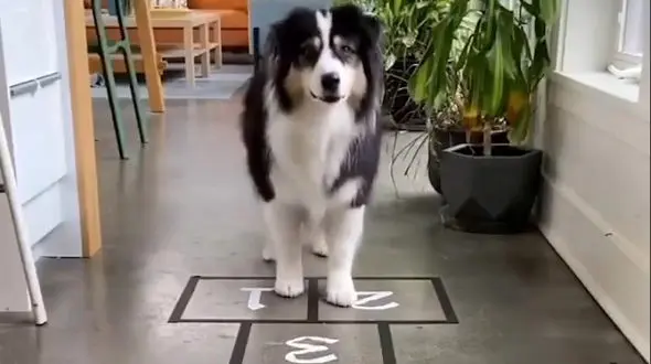 لی لی بازی سگ را ببینید + فیلم