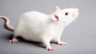 موش های فلج با سلول های بنیادی انسان به حرکت درآمدند