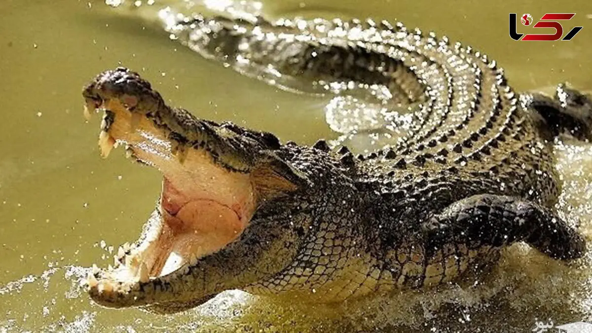  انتقام مرگبار تمساح ها ! / هر 3 مرد خورده شدند !