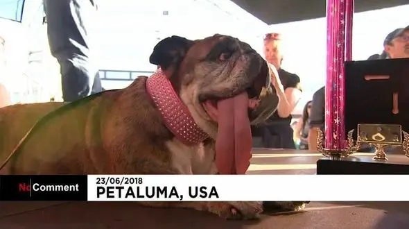 زشت ترین سگ جهان!