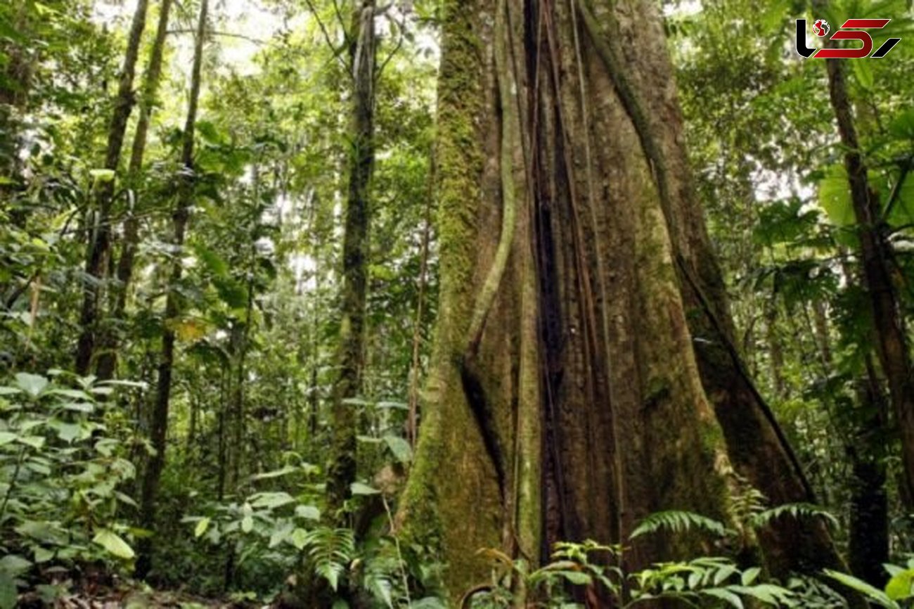 کشف بلندترین درخت جنگل های آمازون