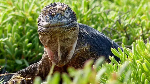 تصاویر دیدنی و بی نظیر از جزیره گالاپاگوس