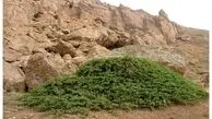 تکمیل بانک اطلاعاتی ۴۰ غار در اردبیل