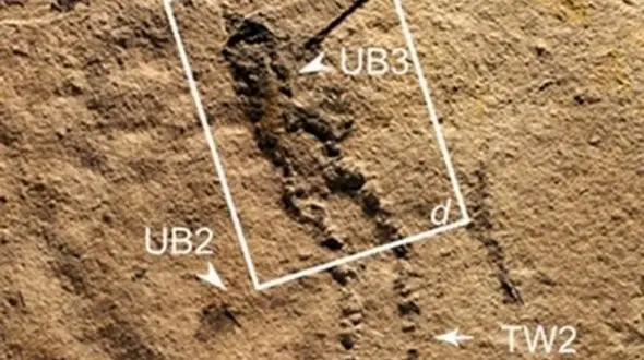 ردپای قدیمی ترین حیوان در چین کشف شد/فسیلی با قدمت 551 میلیون سال قبل