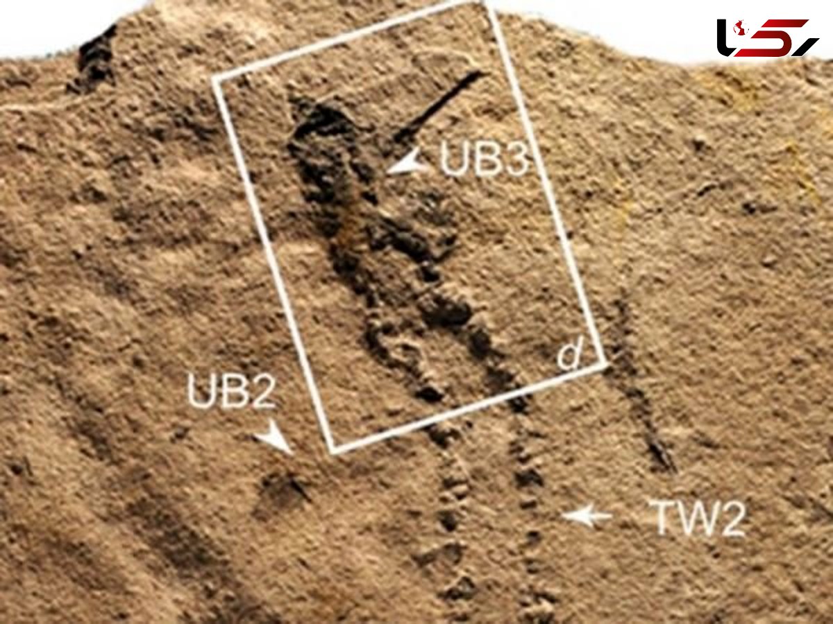 ردپای قدیمی ترین حیوان در چین کشف شد/فسیلی با قدمت 551 میلیون سال قبل