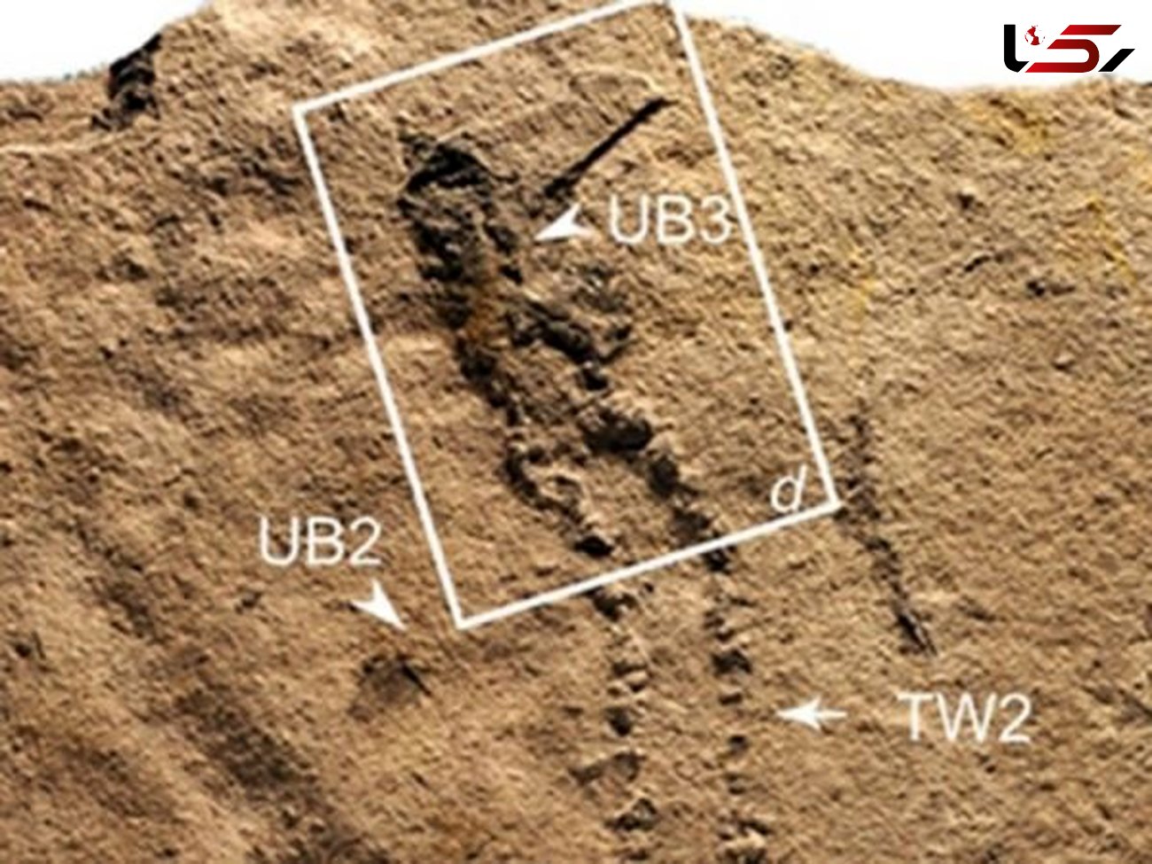 ردپای قدیمی ترین حیوان در چین کشف شد/فسیلی با قدمت 551 میلیون سال قبل