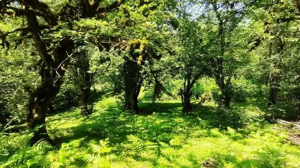 40 عکس از تنوع زیستی جنگل های هیرکانی / از درختان زیبا تا حیات وحش جذاب 