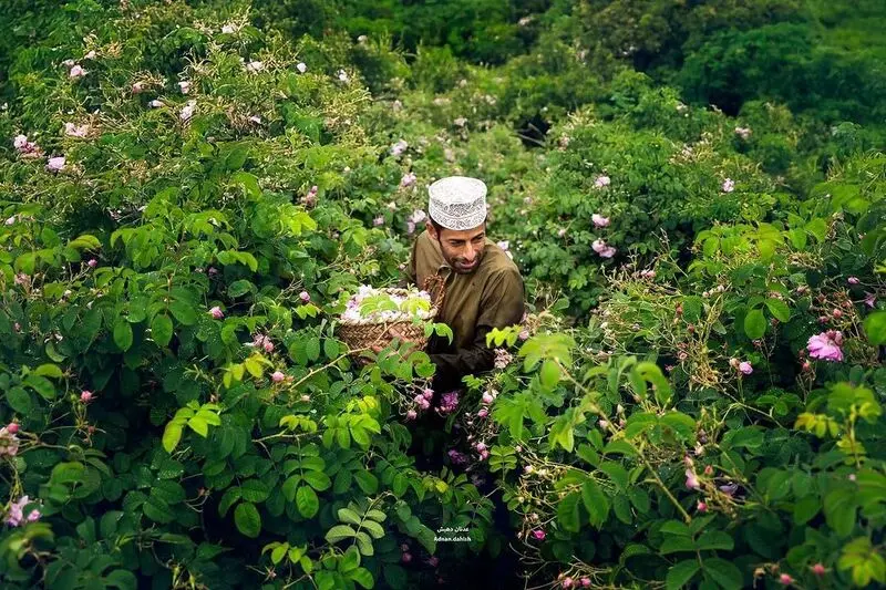گلاب گیری در جبل الاخضر عمان