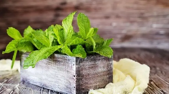 تسکین درد با این گیاه خوشبو و معطر