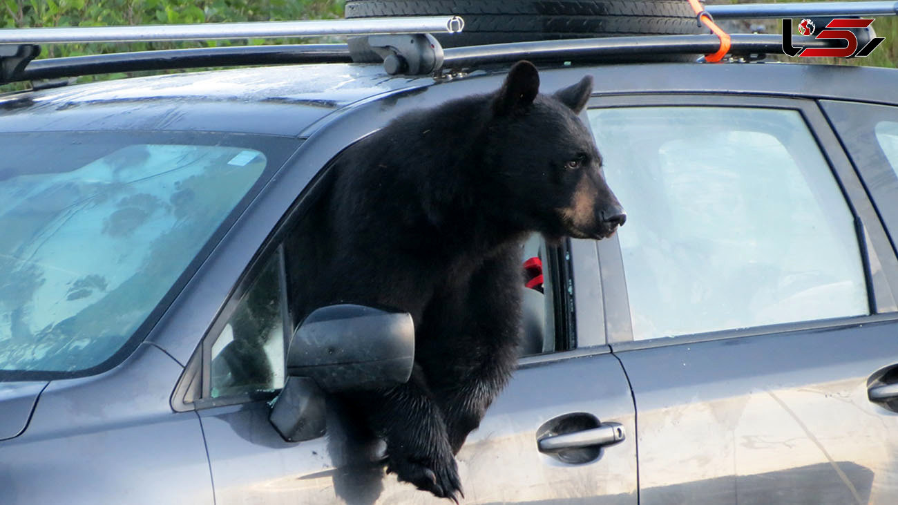 فیلم ماشین سواری خرس قهوه ای / راننده شوکه شد