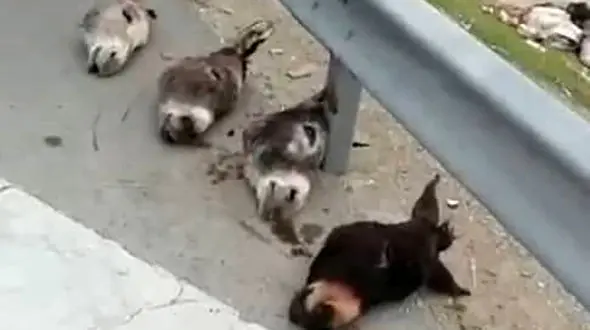 فیلم کشف سر 4 الاغ در جنوب تهران / گوشت  الاغ ها چه شد؟ 