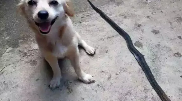 مرگ سگ وفادار پس از نجات صاحب خود از مرگ با نیش مار + عکس 